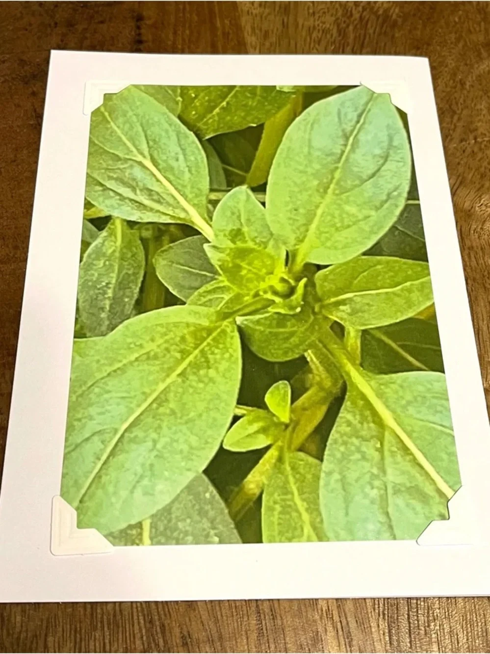 Green Botanical Greeting Cards - Set of 4